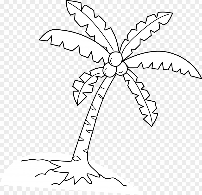 Tree Line Art Coconut Arecaceae Clip PNG