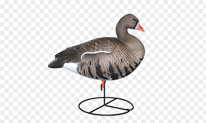 Canada Goose Greylag Duck Mallard Decoy PNG