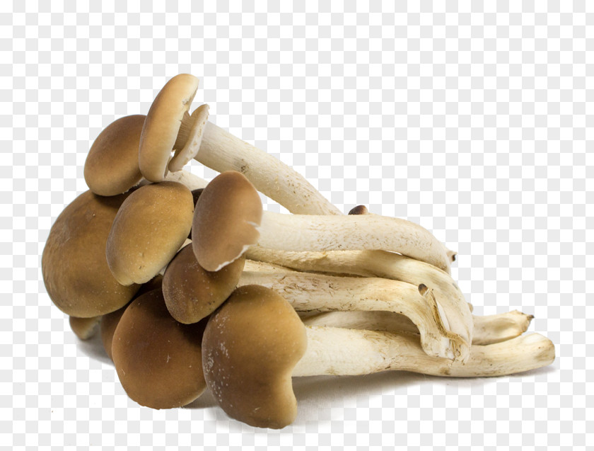 Edodes Pleurotus Eryngii Edible Mushroom PNG