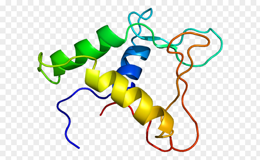 FLI1 ERG Ewing Sarcoma Breakpoint Region 1 Protein Gene PNG