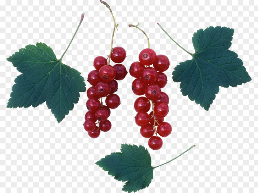 Grapes And Grape Leaves Common Vine Zante Currant Redcurrant PNG