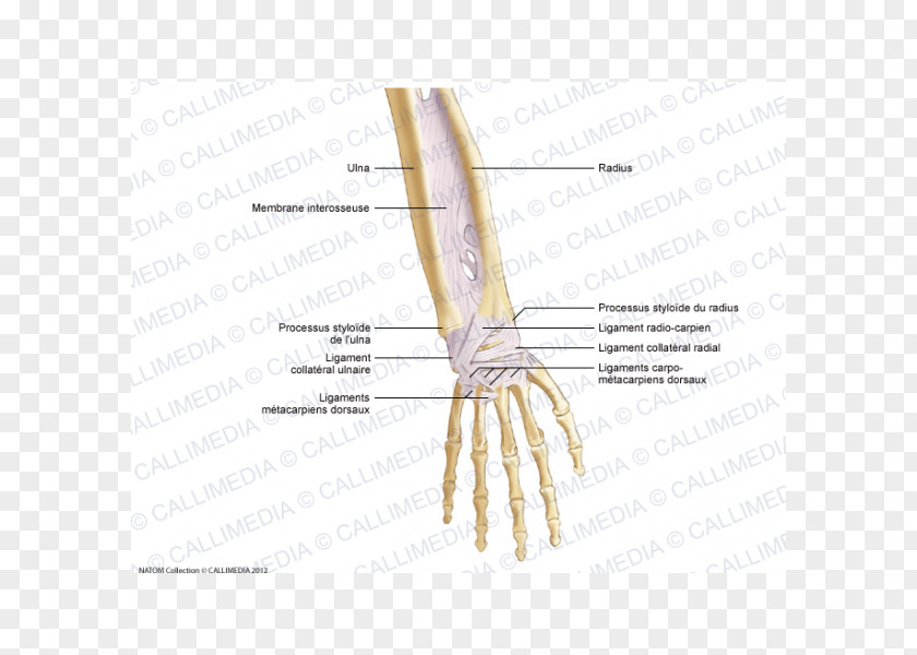 Hand Thumb Forearm Ligament Anatomy PNG