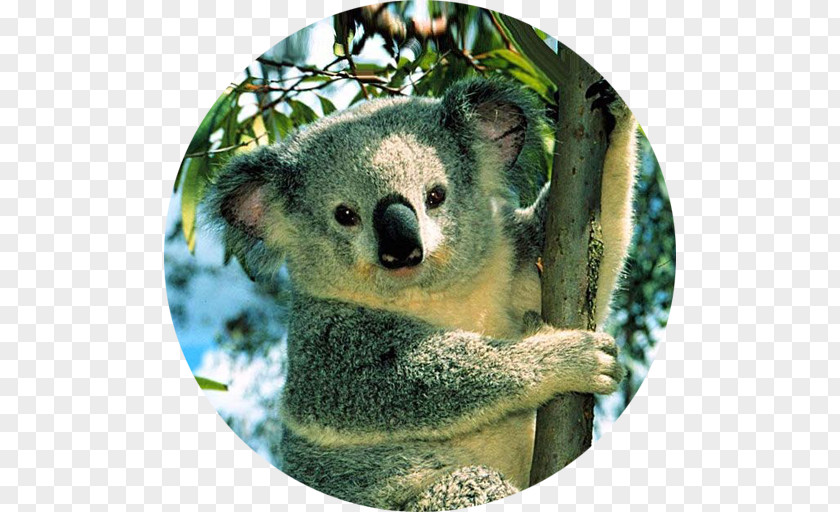 Koala Australian Foundation Bear Desktop Wallpaper PNG