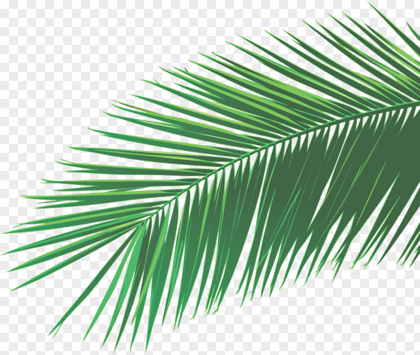 Leaf Arecaceae Palm-leaf Manuscript PNG