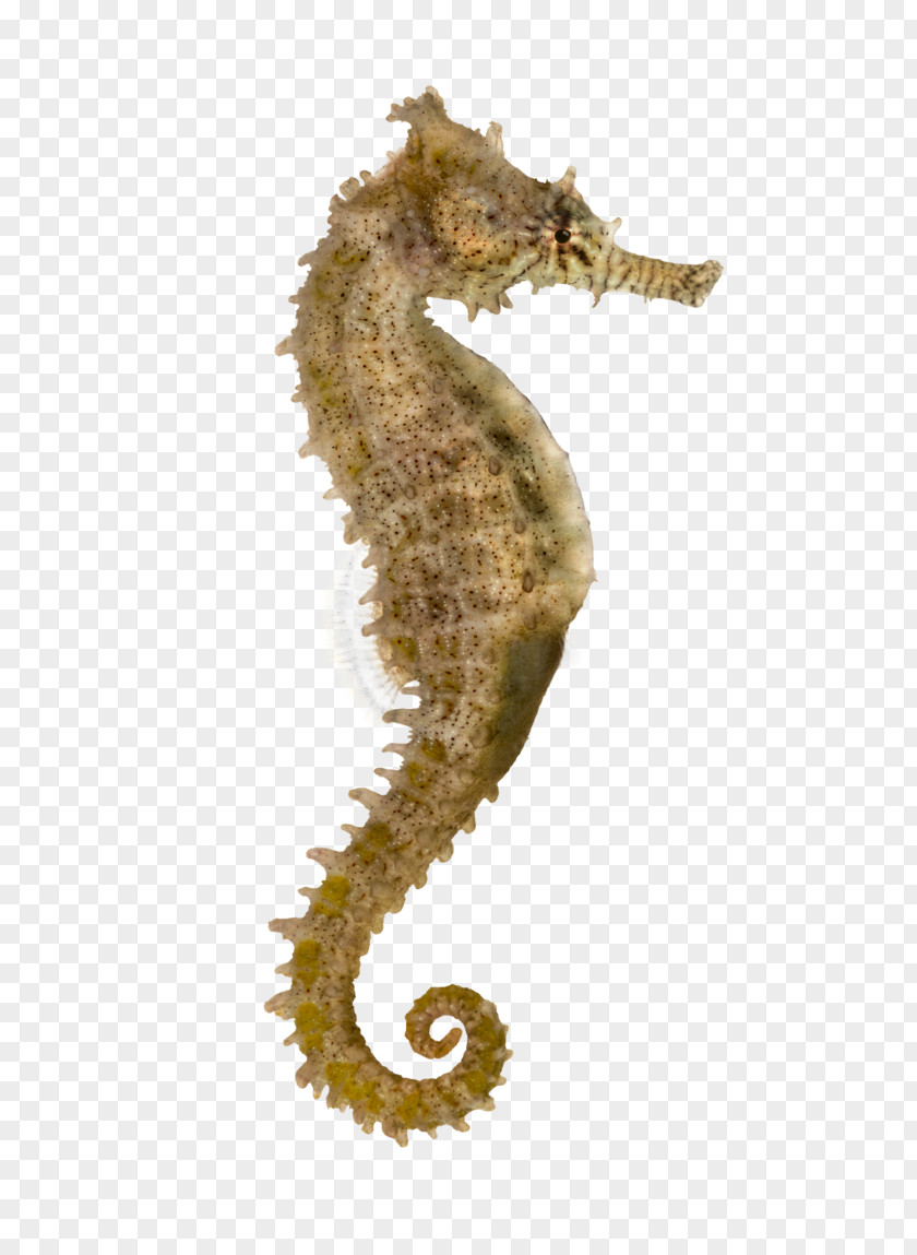 Nine Fish Yellow Seahorse Pacific Longsnout Syngnathidae Stock Photography PNG