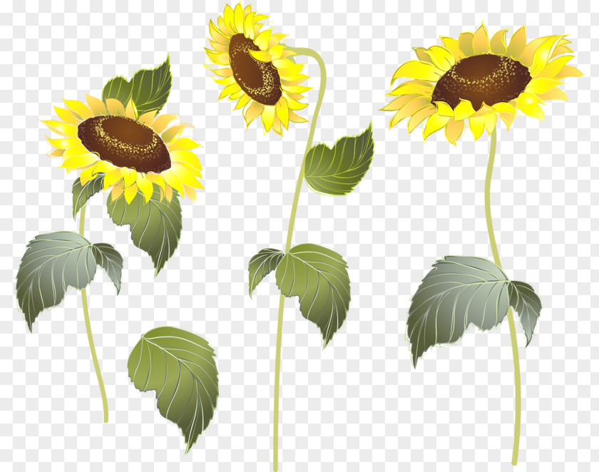Sunflower M Plant Stem Petal PNG
