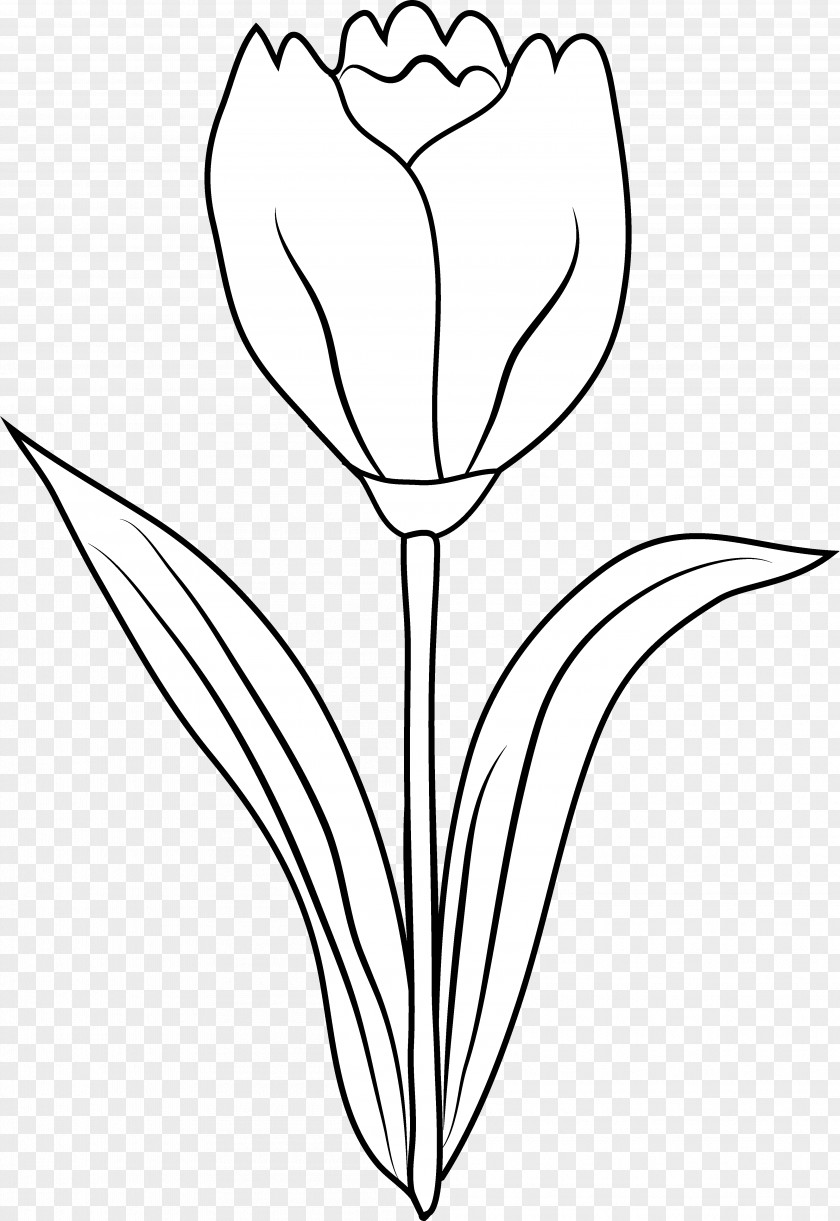 Tulip Cliparts Outline Black And White Drawing Coloring Book Clip Art PNG