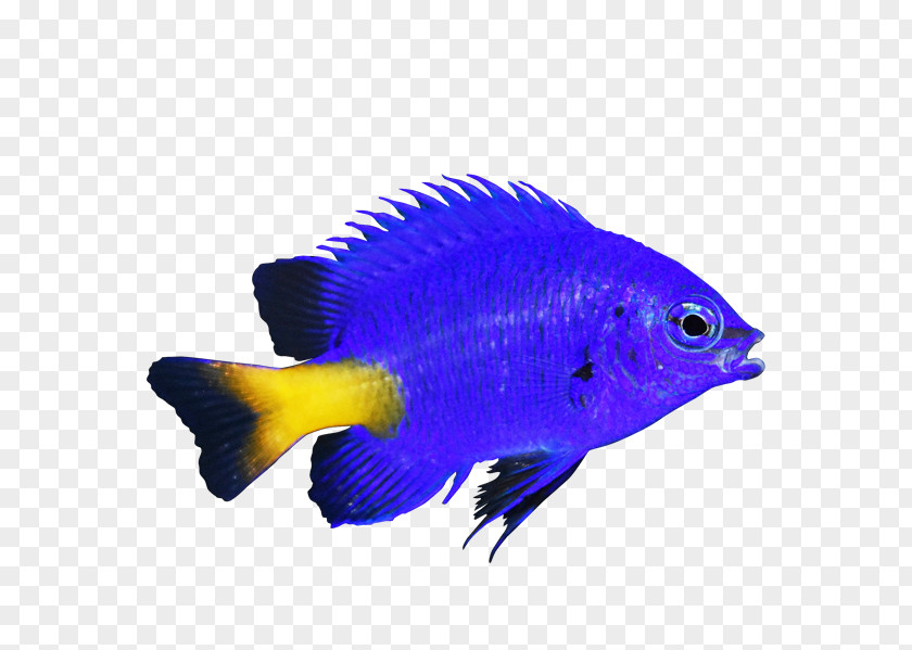 Undersea World Coral Reef Fish Yellow-tail Blue Damselfish Chromis Marine Angelfishes PNG