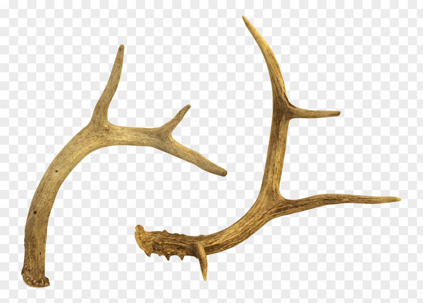 Deer Antler White-tailed Reindeer Horn PNG
