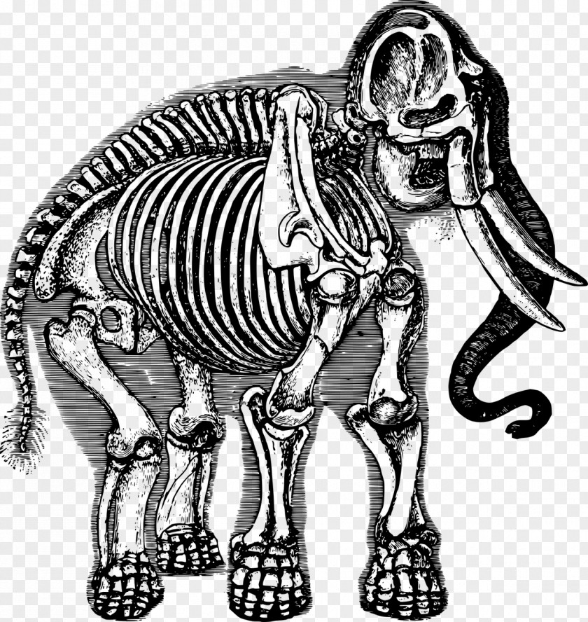 Elephant Woolly Mammoth Skeleton Clip Art PNG