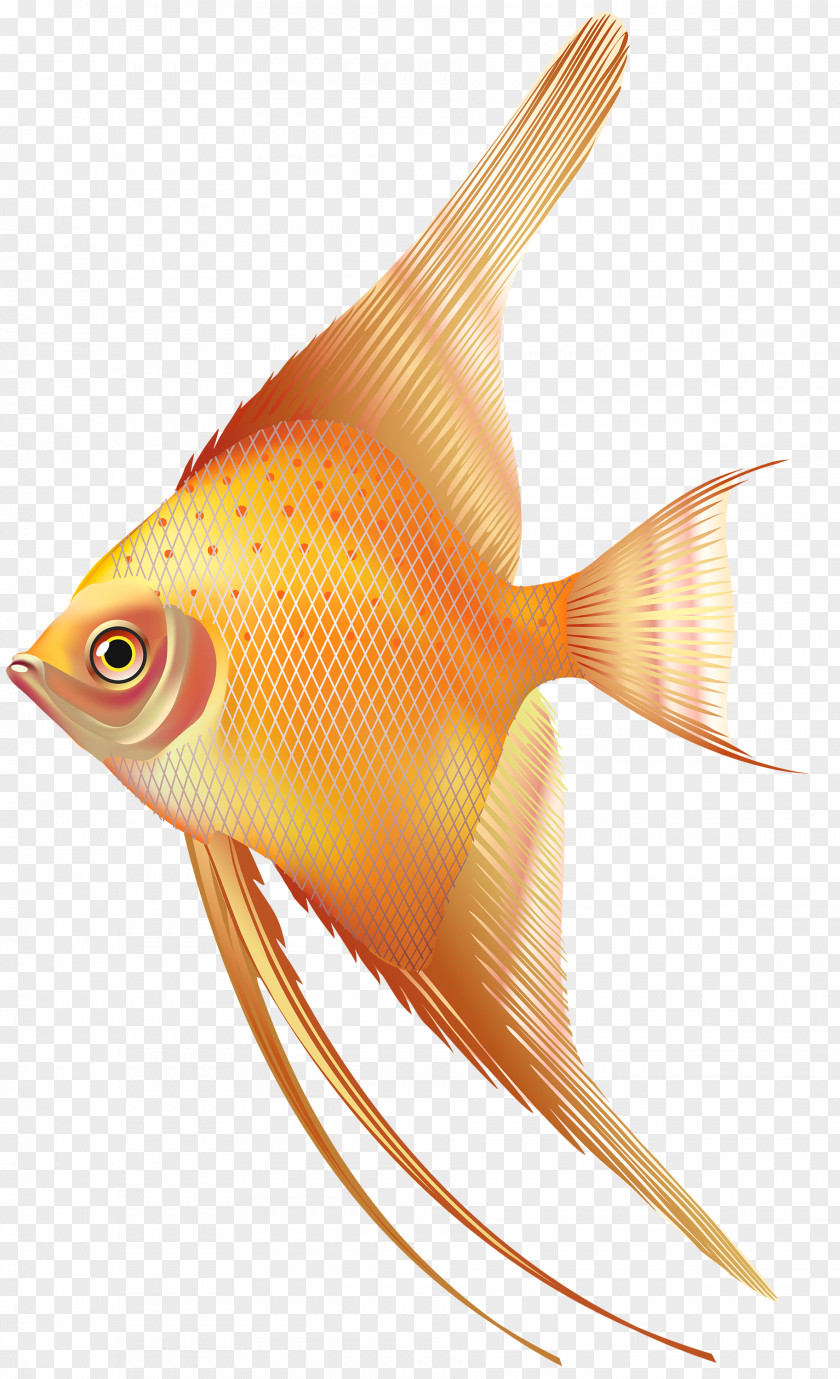 Fish Photography Clip Art PNG