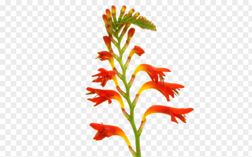 Flower Plant Pedicel Cut Flowers Stem PNG