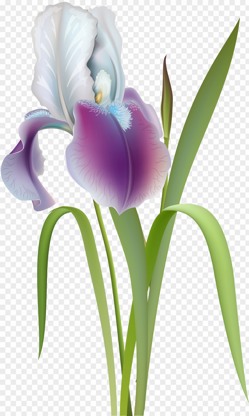 Spring Forward Flower Irises Clip Art PNG