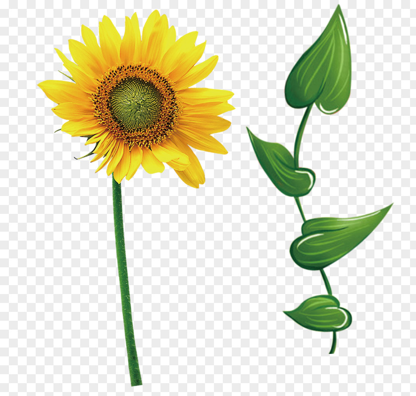Sunflower Common Leaf Icon PNG