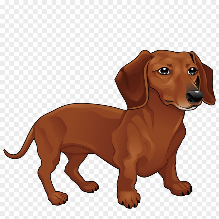 Vector Dachshund PNG