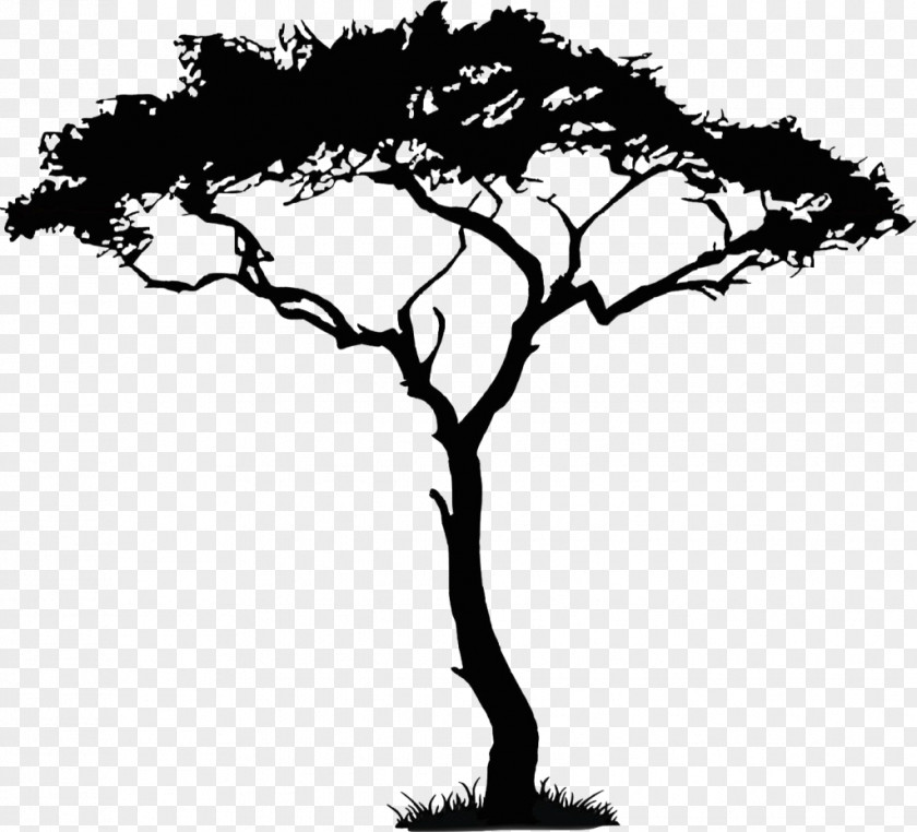 Walnut African Trees Clip Art PNG
