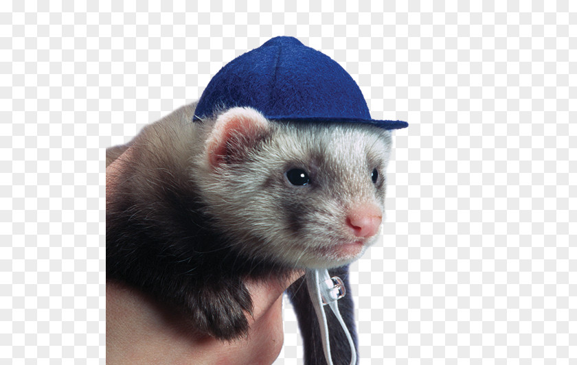 Ferret Weasels Hat Pet Cap PNG