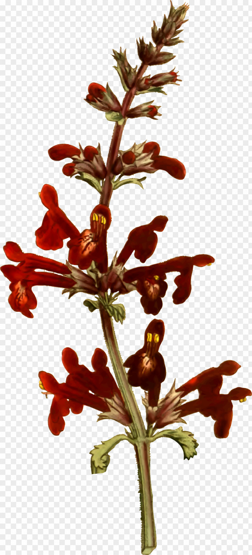 Flower Twig Plant Stem Flowering PNG