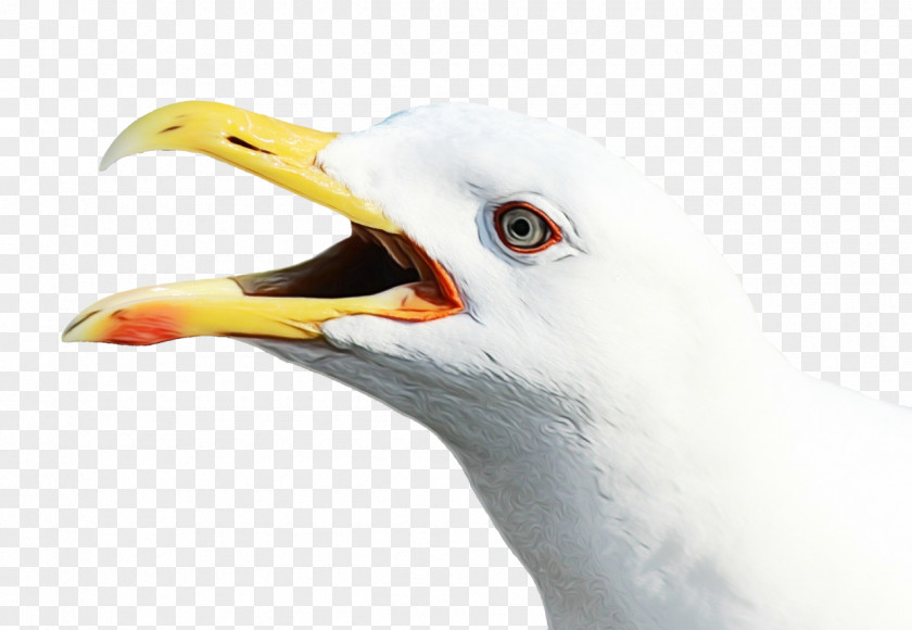 Bald Eagle Closeup Bird Beak Gull European Herring Western PNG