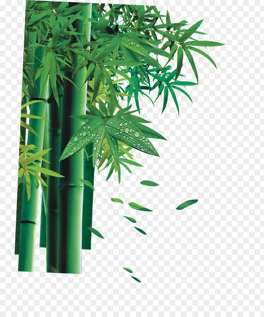 Bamboo Bamboe PNG