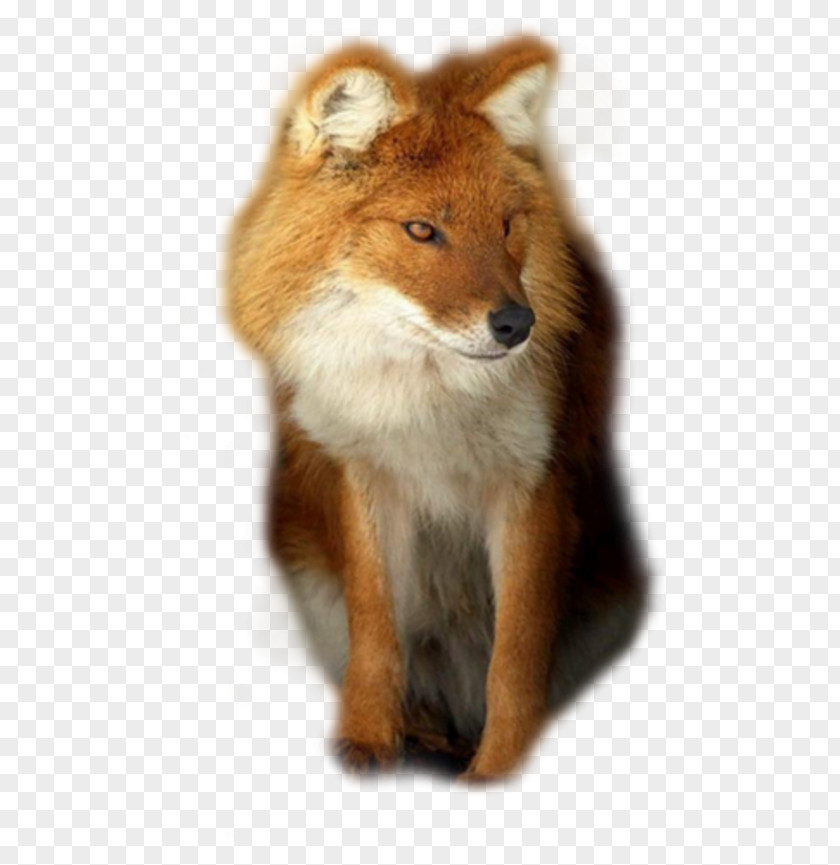 Dog Red Fox Dhole Coyote African Wild PNG