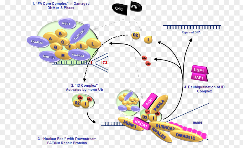 Fanconi Anemia, Complementation Group C FANCA BRCA1 BRIP1 PNG