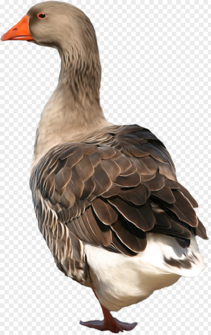 Goose Duck Bird Swan PNG