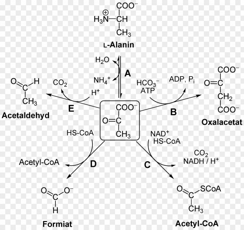 Reaction Pyruvic Acid Pyruvate Dehydrogenase Kinase Complex Lipoamide Isozyme 1 PNG