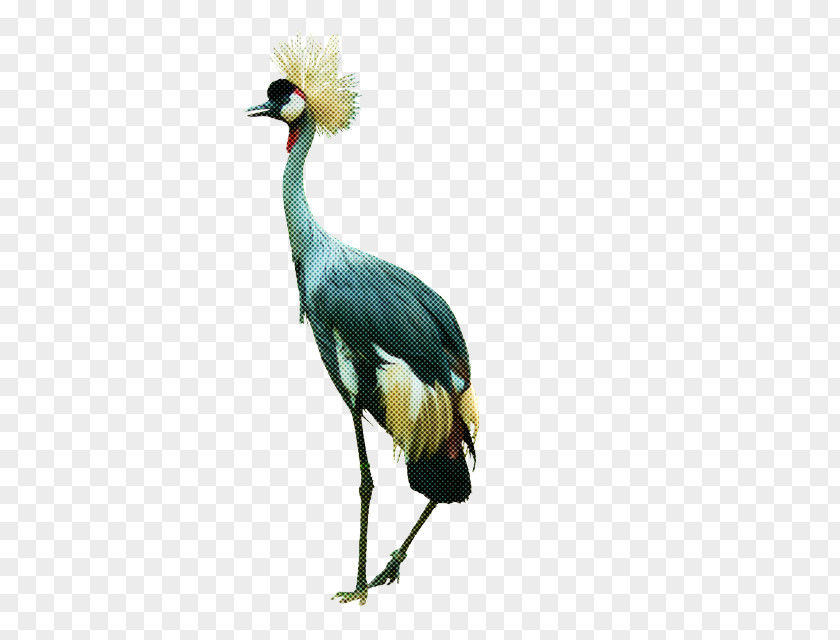 Bird Crane-like Beak Crane Whooping PNG