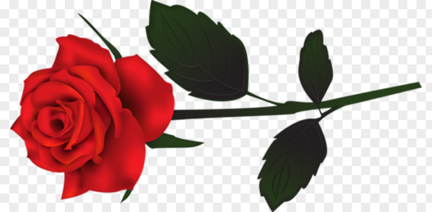 Phantom Of The Opera Garden Roses Desktop Wallpaper Clip Art PNG