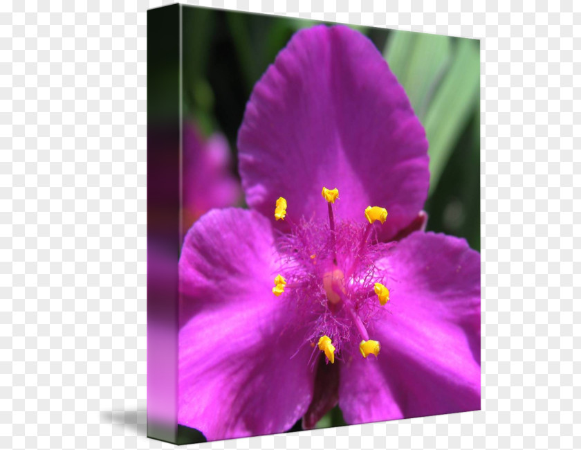 Pink Bee Annual Plant Herbaceous Close-up Wildflower PNG