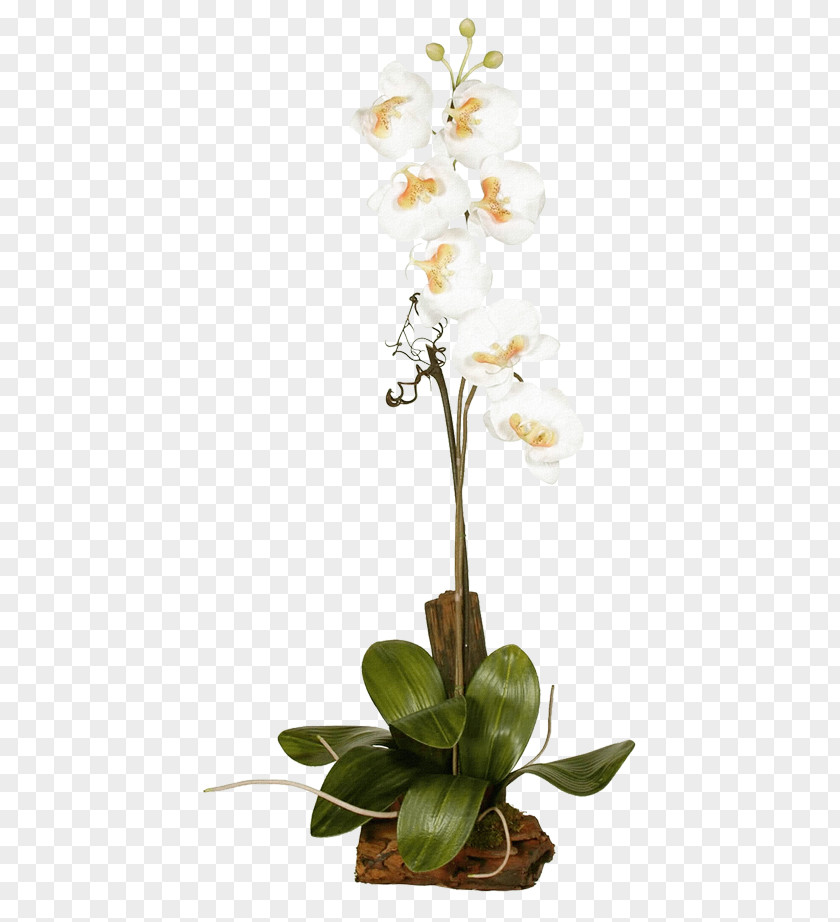 Plant Moth Orchids Flora PNG