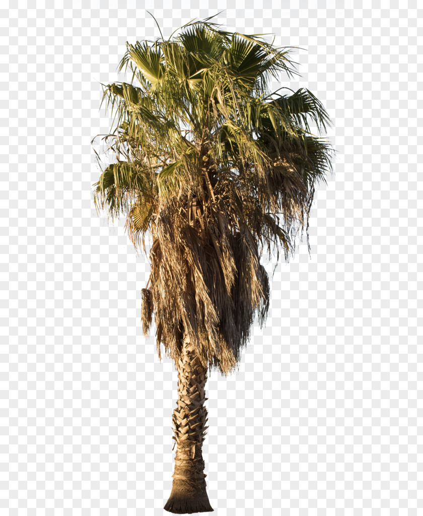 Tree Asian Palmyra Palm Mexican Fan Arecaceae Babassu PNG