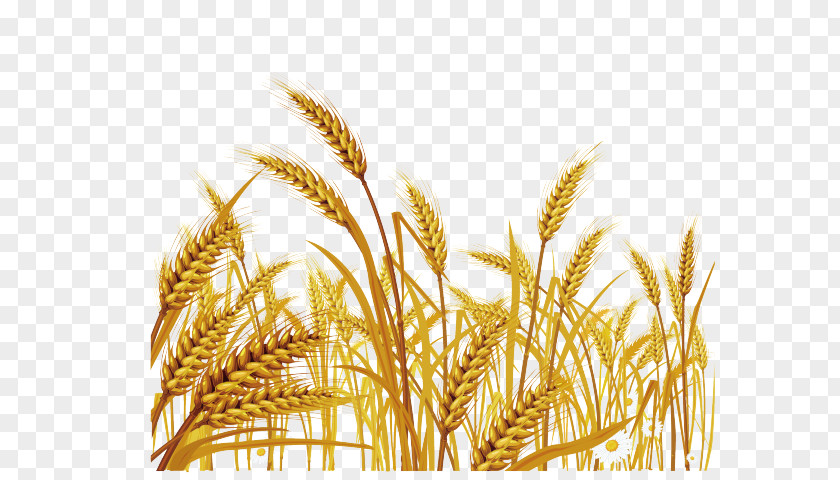 Wheat Vector Graphics Royalty-free Clip Art Illustration PNG