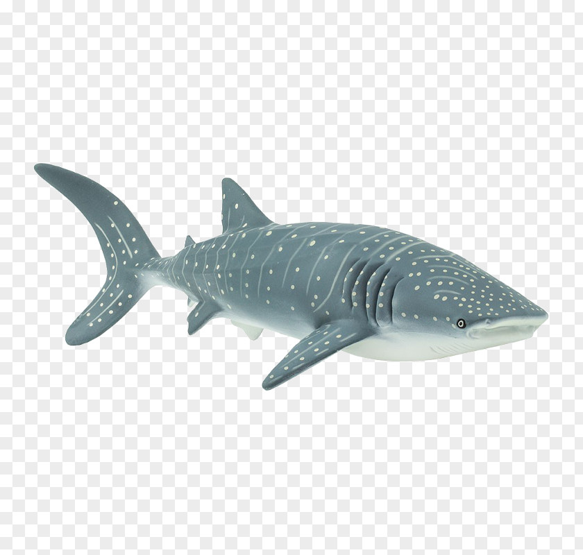 Baby Shark Tiger Isurus Oxyrinchus Whale Cetacea Great White PNG