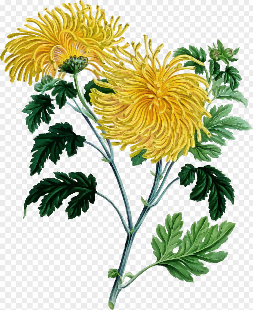 Flower Plant Yellow Tagetes English Marigold PNG