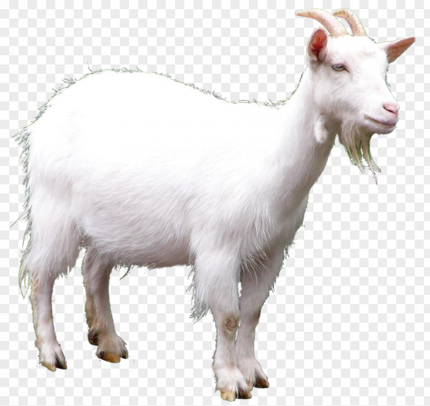 Goat Picture Clip Art PNG