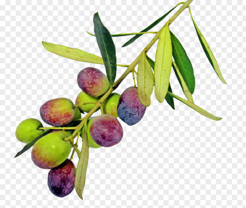 Olive With Leaf Oil Greek Cuisine PNG