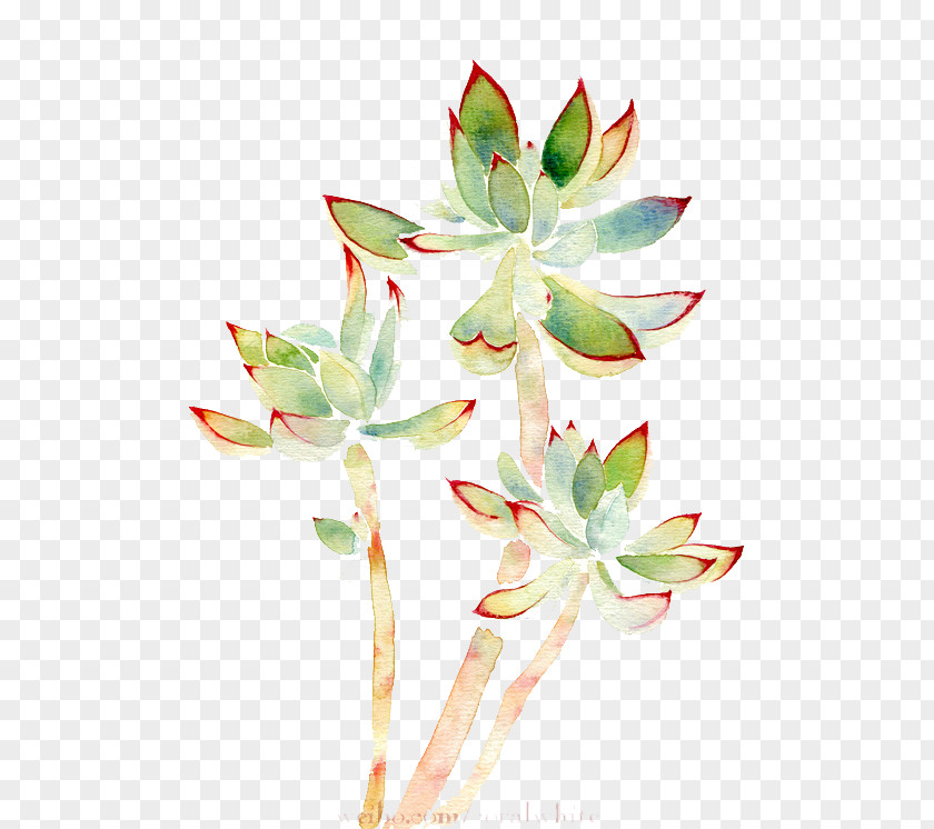 Watercolor Plants Painting Succulent Plant PNG
