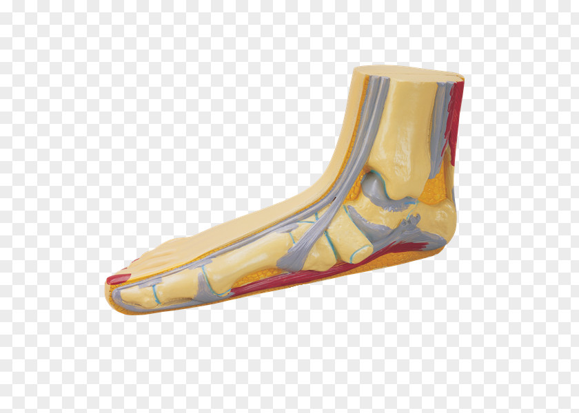 Anatomia Foot Flat Feet Human Skeleton Bone Body PNG