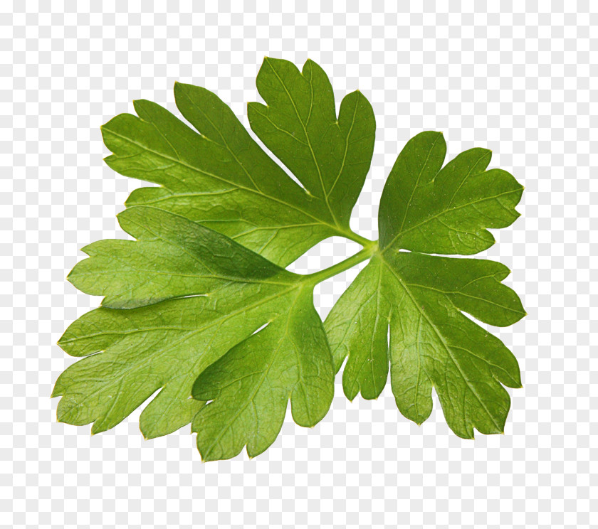 Cooking Parsley Herb Spice Food PNG