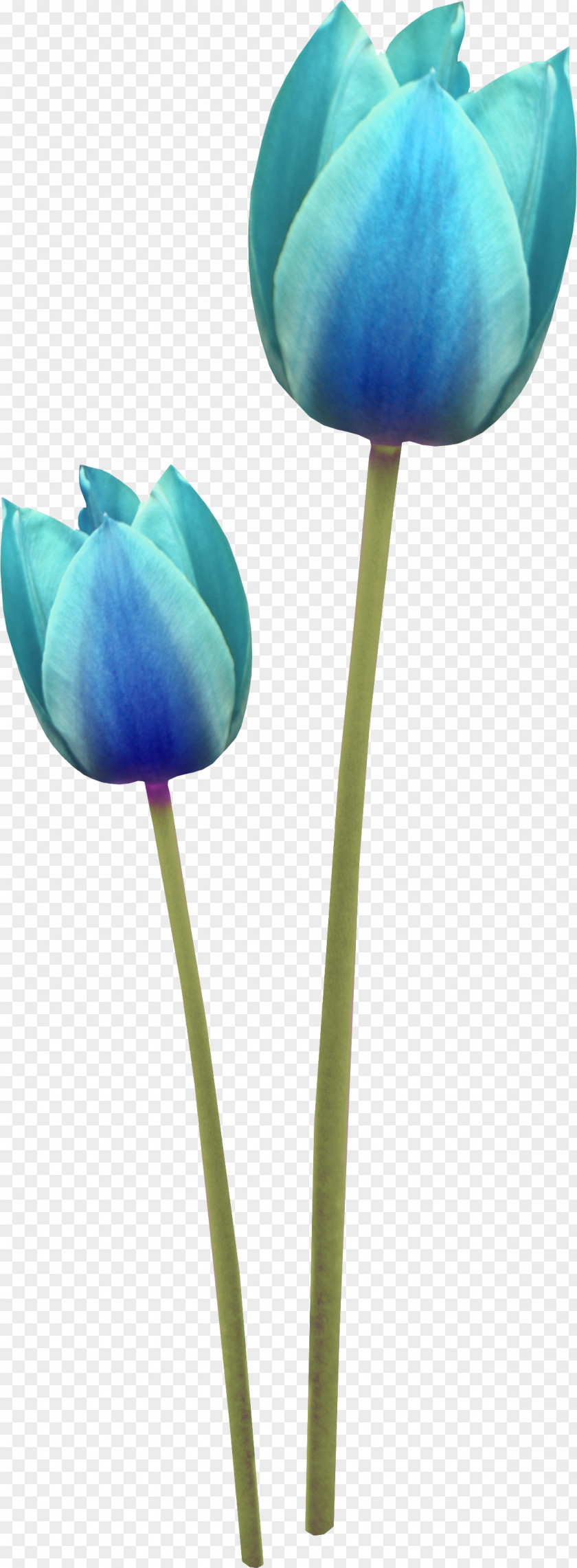 Green Flowers Tulip Cut Clip Art PNG