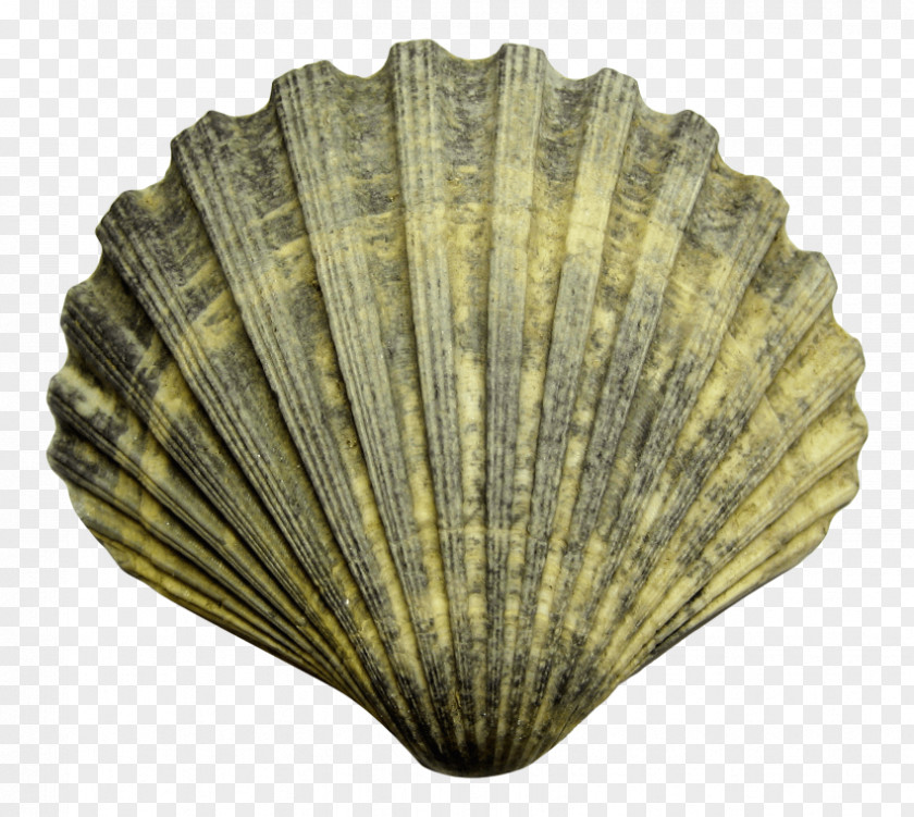 Seashell Clip Art PNG