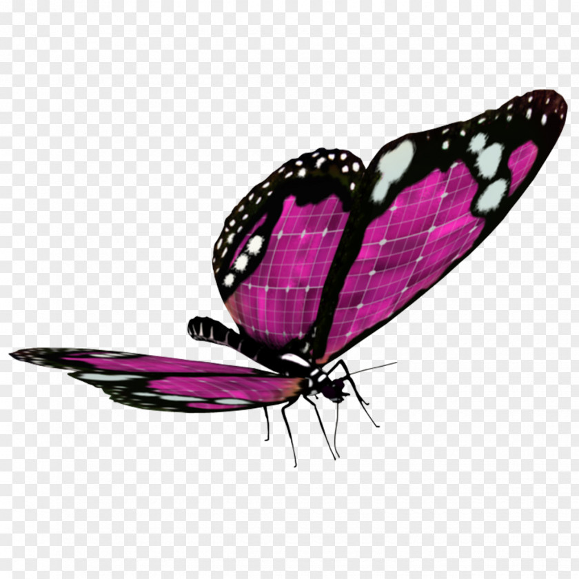 Butterfly Clip Art PNG