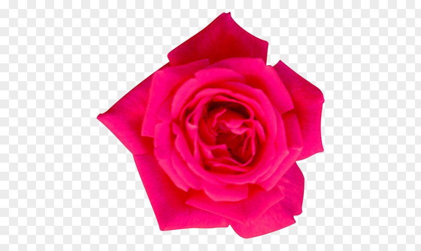 Design Garden Roses Cabbage Rose Floribunda Flower PNG