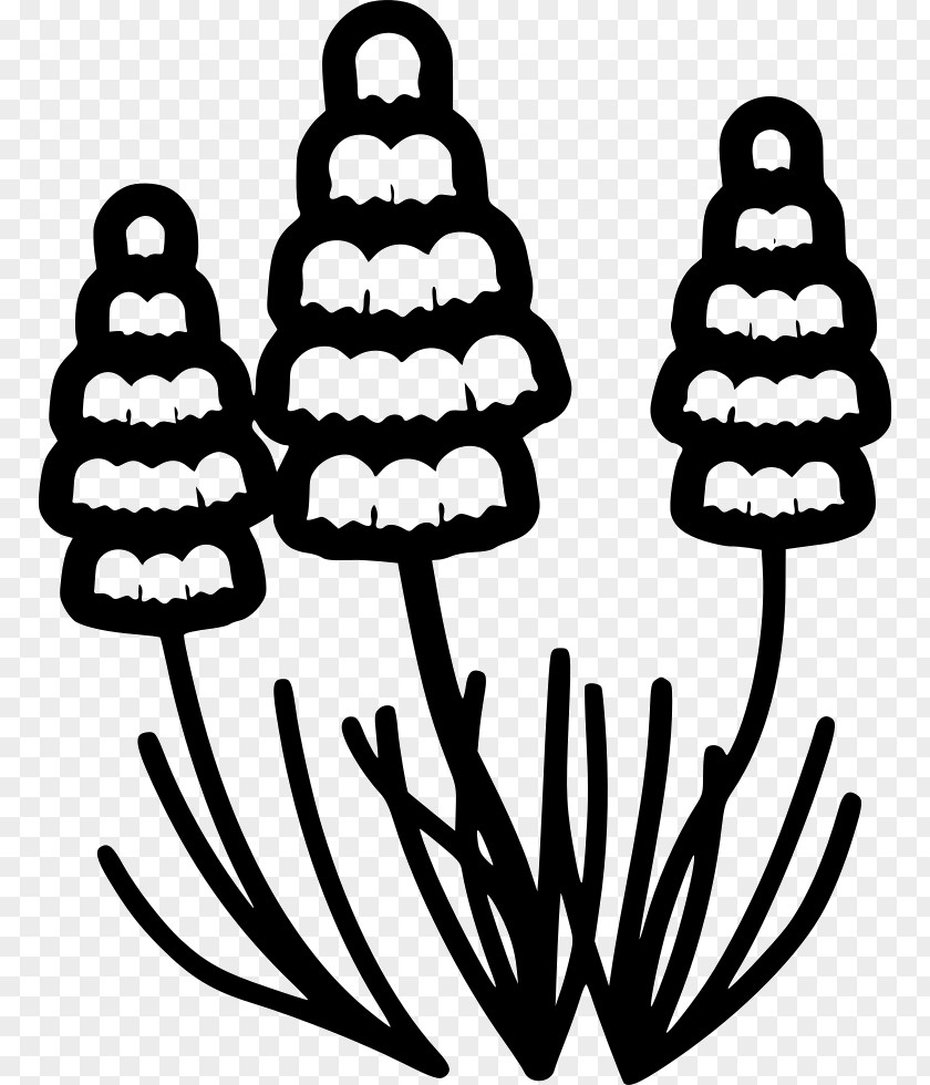 Grape Hyacinth Line Art White Clip PNG