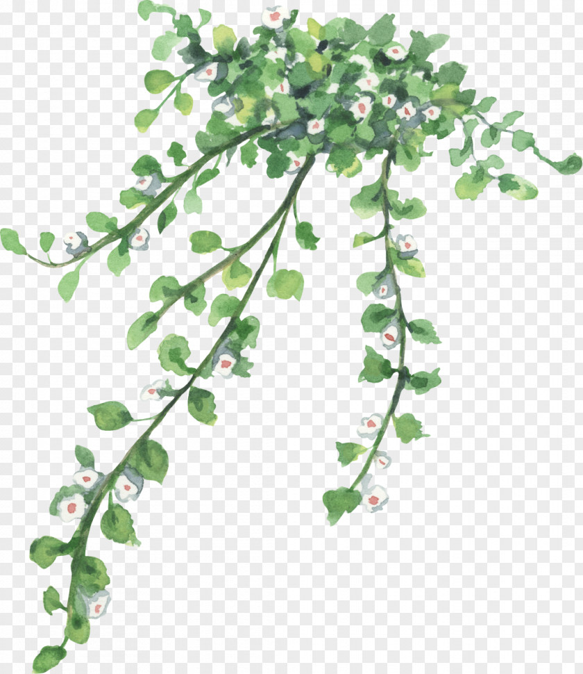 Ivy Branch Background PNG