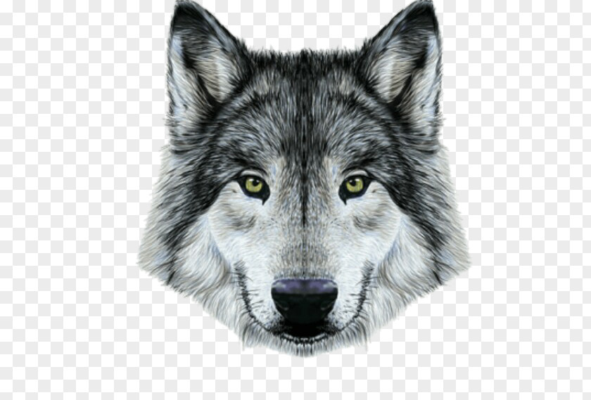 Painting Gray Wolf Drawing Portrait Royalty-free PNG