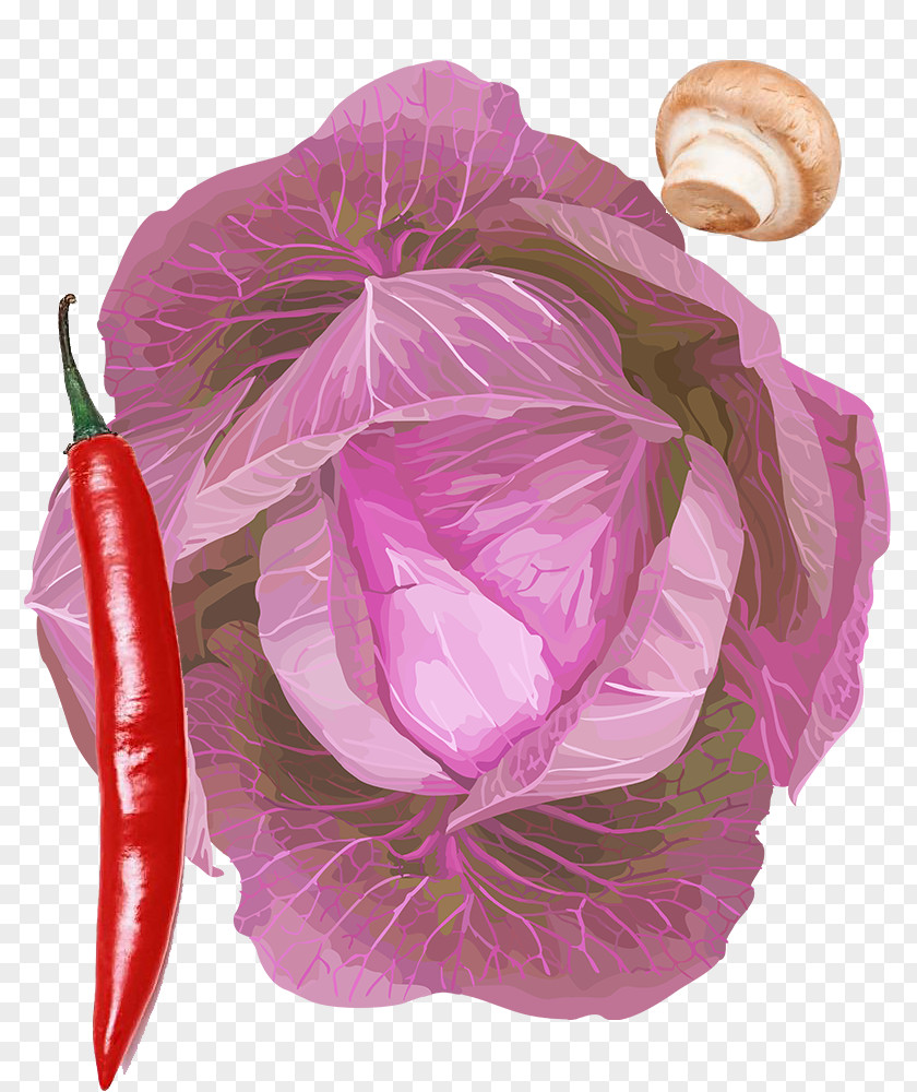 Purple Cabbage Chili Mushrooms Physical Material Bell Pepper Vegetable Mushroom PNG