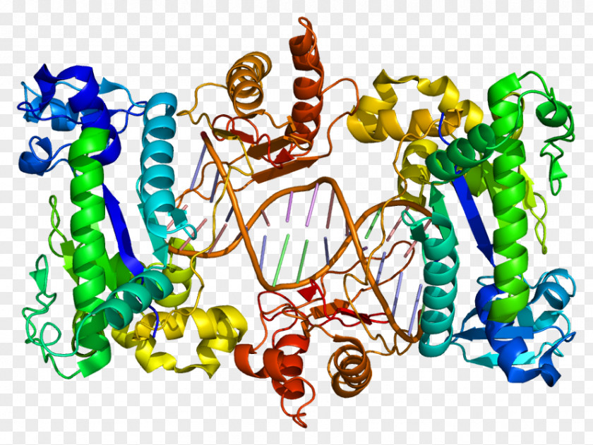 AOC3 DNA Polymerase Gene Enzyme Amine Oxidase (copper-containing) PNG